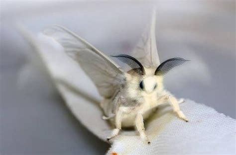 白色飛蛾代表